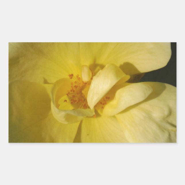 Wild Yellow Rose Rechteckiger Aufkleber (Vorderseite)