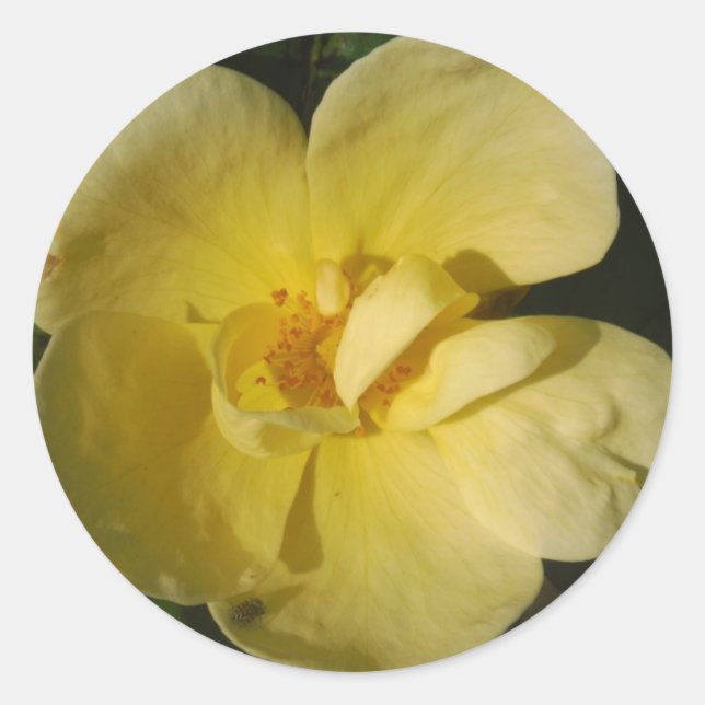 Wild Yellow Rose Runder Aufkleber (Vorderseite)