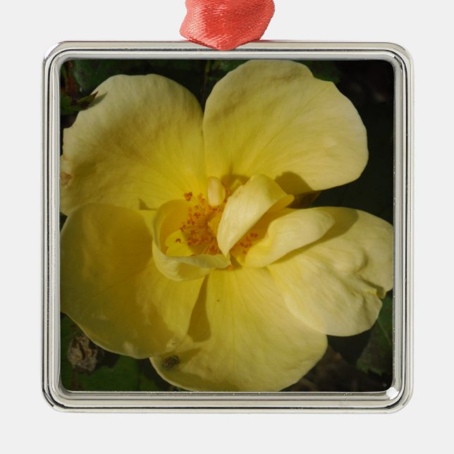 Wild Yellow Rose Silbernes Ornament (Vorne)