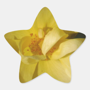 Wild Yellow Rose Stern-Aufkleber