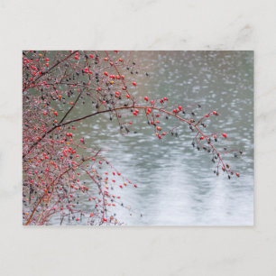 Wildbaum mit einem Teich Seabeck, WA Postkarte