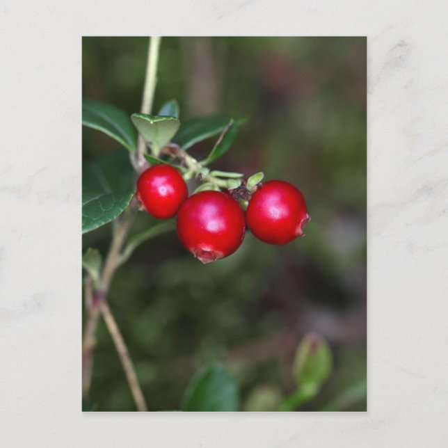 Wildbeeren (Vaccinium vitis-id) Postkarte (Vorderseite)