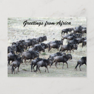 Wildbestand Postkarte