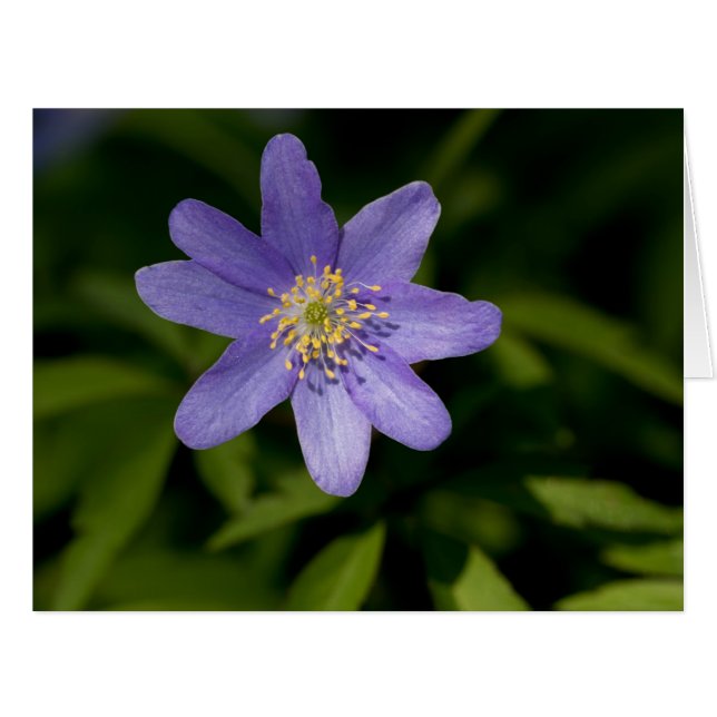 Wildblume (Vorderseite (Horizontal))