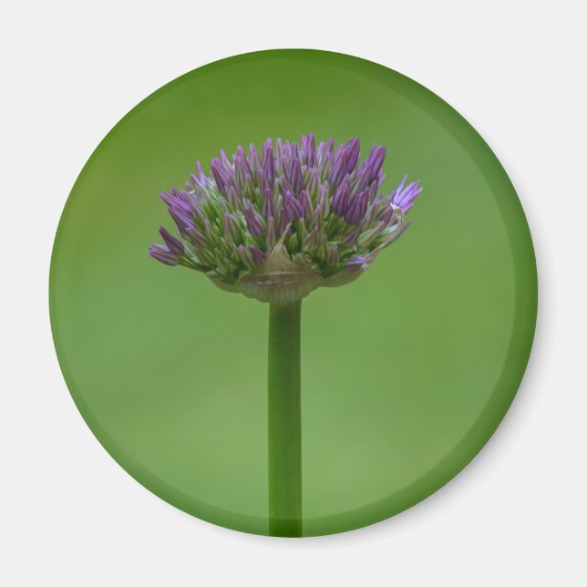 Wildblume Allium Magnet (Vorne)