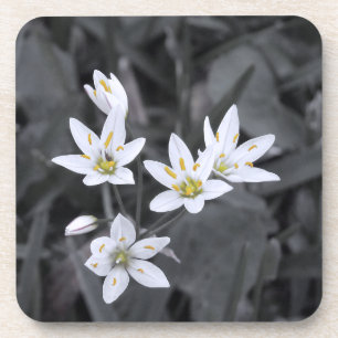 Wildblume Cluster Makro Foto Cork Back Untersetzer