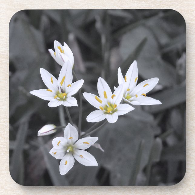 Wildblume Cluster Makro Foto Cork Back Untersetzer (Vorderseite)