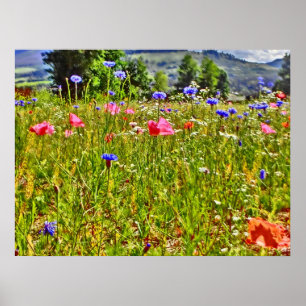 Wildblume Colorado Poster