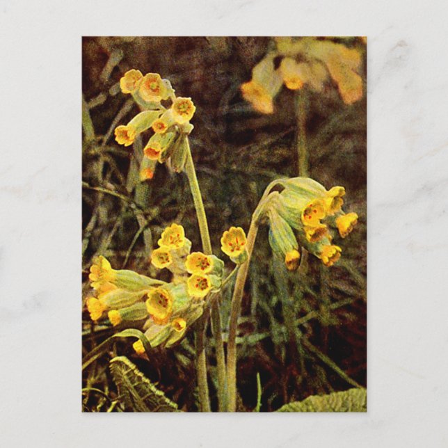 Wildblume: Cowslip Postkarte (Vorderseite)
