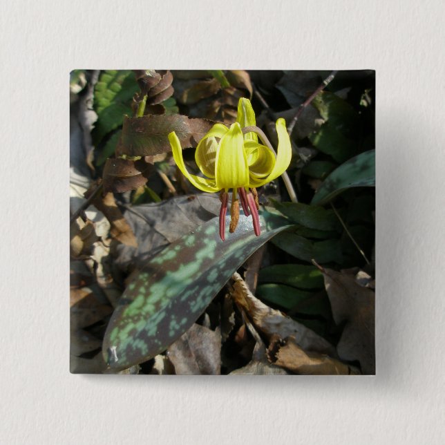 Wildblume der Forelle Lily - Erythronium americanu Button (Vorderseite)