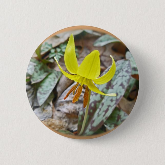 Wildblume der Forelle Lily - Erythronium americanu Button (Vorderseite)