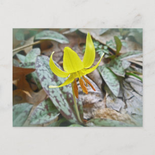 Wildblume der Forelle Lily - Erythronium americanu Postkarte