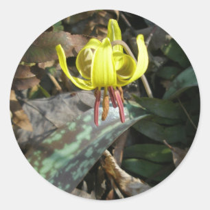 Wildblume der Forelle Lily - Erythronium americanu Runder Aufkleber