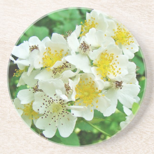 Wildblume der Rose Multiflora Getränkeuntersetzer (Vorne)