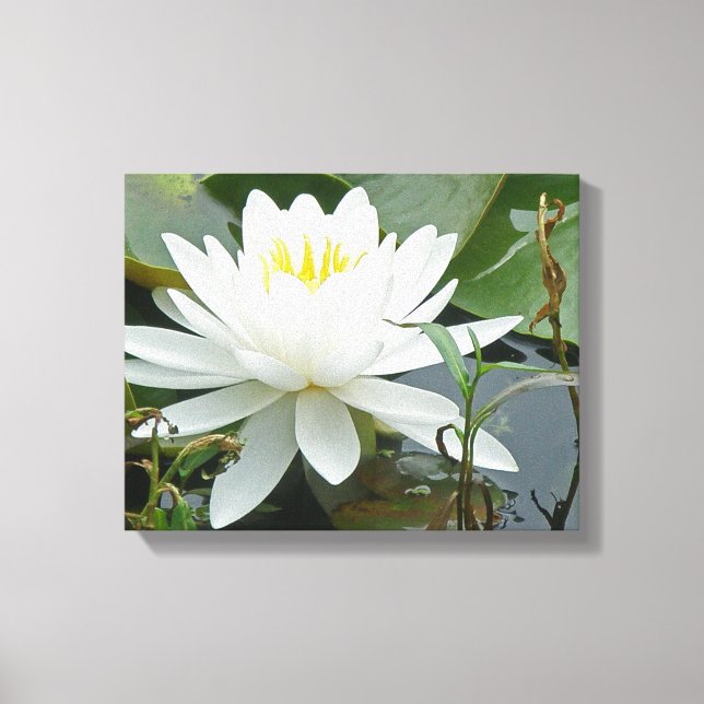 Wildblume der weißen Wasserlilie Leinwanddruck (Vorderseite)