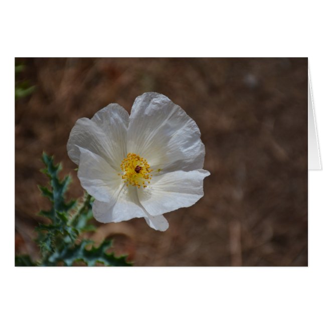 Wildblume der Weißen Wüste (Vorderseite (Horizontal))