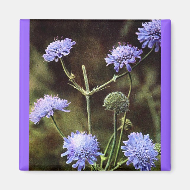 Wildblume: Feldwissenschaft Magnet (Vorne)