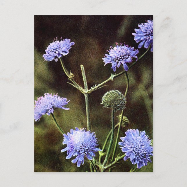 Wildblume: Feldwissenschaft Postkarte (Vorderseite)