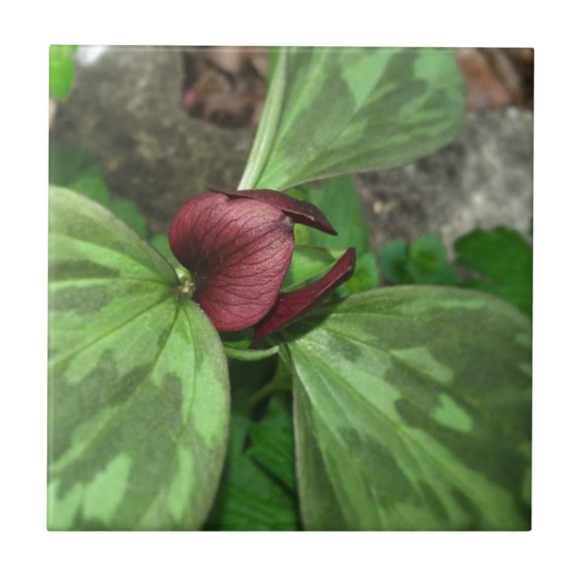 Wildblume Fliese (Vorderseite)