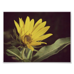 Wildblume Fotodruck