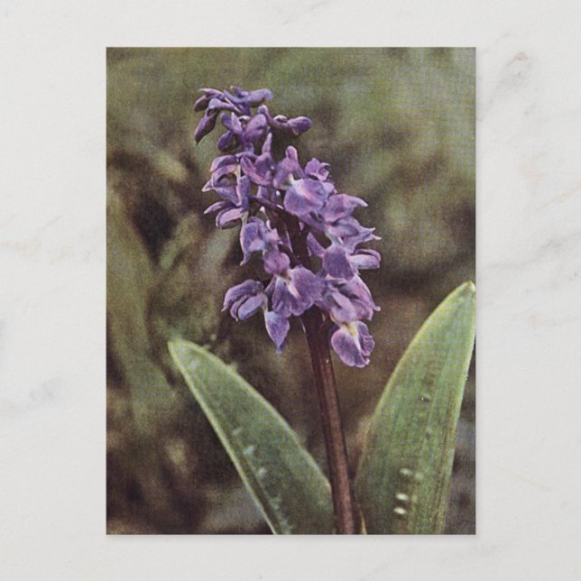 Wildblume: Frühe Lila Orchideen Postkarte (Vorderseite)