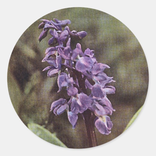 Wildblume: Frühe Lila Orchideen Runder Aufkleber (Vorderseite)