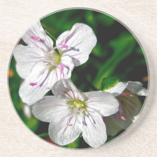 Wildblume für die Frühlingsbeauty Getränkeuntersetzer (Vorne)