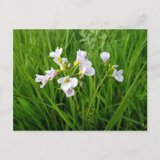 Wildblume-Genuss Postkarte