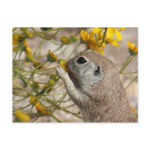 Wildblume-Imbiss-Postkarte