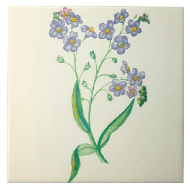 Wildblume-Keramik-Küchen-Fliese vergessen mich Fliese (Vorderseite)