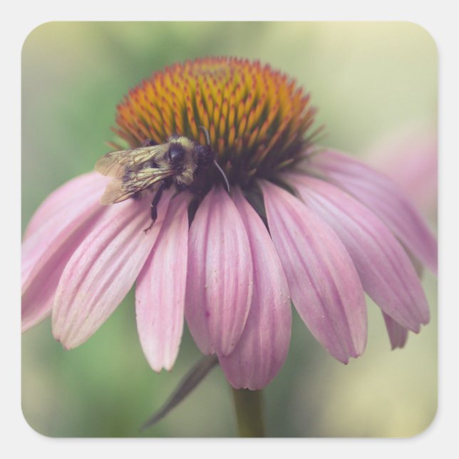 Wildblume - Lila Blüte / Echinacea Quadratischer Aufkleber (Vorderseite)