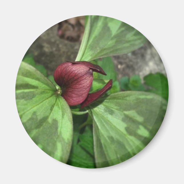 Wildblume Magnet (Vorne)