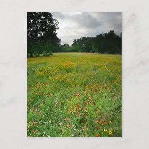 Wildblume Meadow - Butler Trail - Austin Texas Postkarte