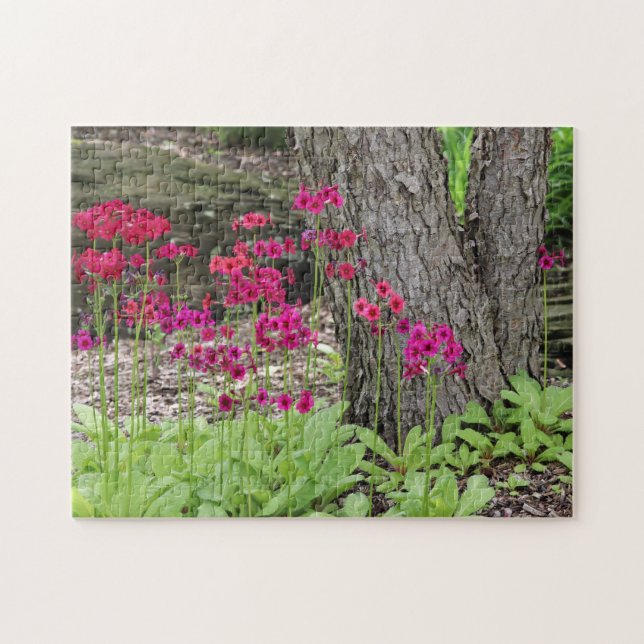 Wildblume Pink Primrose Fotografie (Horizontal)