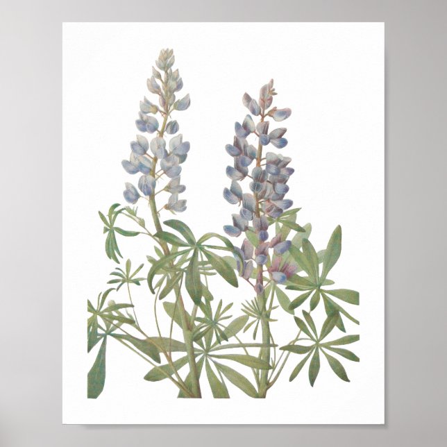Wildblume Poster (Vorne)