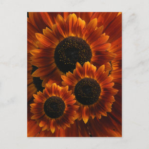 Wildblume Sonnenblumen Postkarte