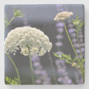 Wildblume Steinuntersetzer