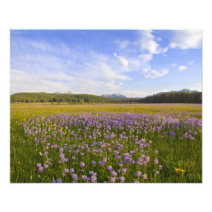 Wildblume von Penstemon im 2. Fotodruck