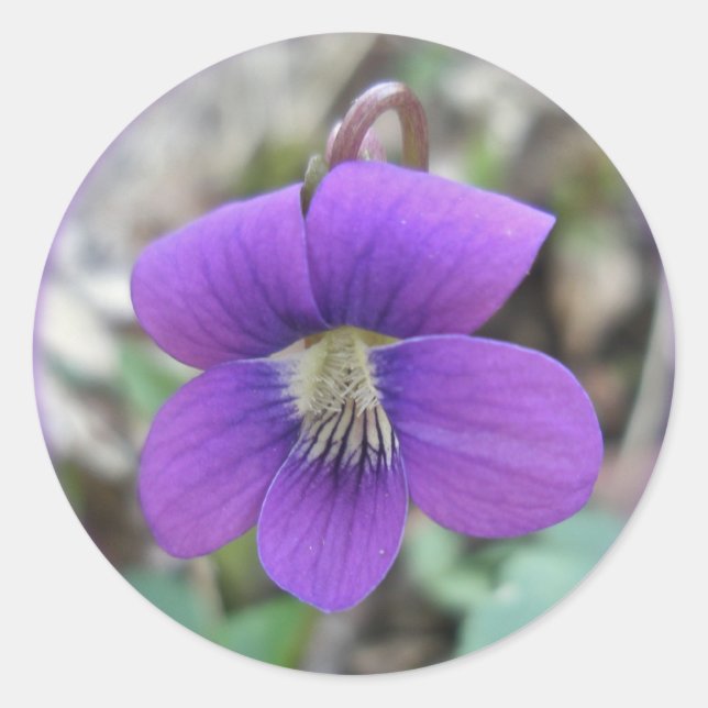 Wildblume von Violetten Runder Aufkleber (Vorderseite)