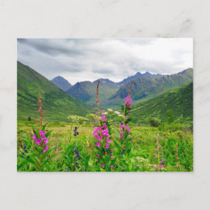 Wildblumen Alaskan Valley Postkarte