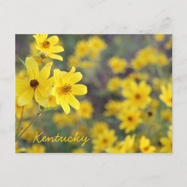 Wildblumen am Berg von JerseyFawn Postkarte (Vorderseite)
