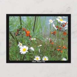 Wildblumen am Glacier Postkarte