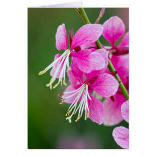 Wildblumen anpassbar