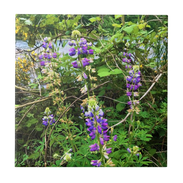 Wildblumen auf dem Weg, Oregon Fliese (Vorderseite)