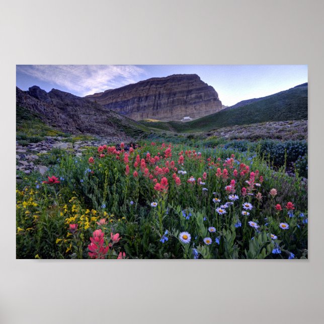 Wildblumen auf der Hochgebirgswiese - Utah Poster (Vorne)