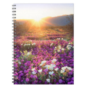 Wildblumen bei Sonnenuntergang   Anza-Borrego-Wüst Notizblock