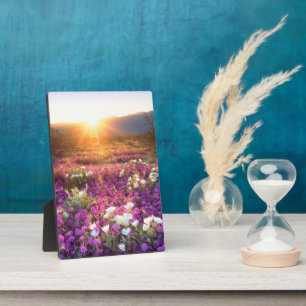 Wildblumen bei Sonnenuntergang Wüste Anza-Borreg Fotoplatte