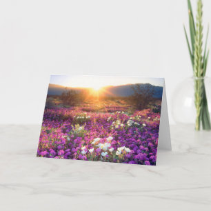 Wildblumen bei Sonnenuntergang   Wüste Anza-Borreg Karte