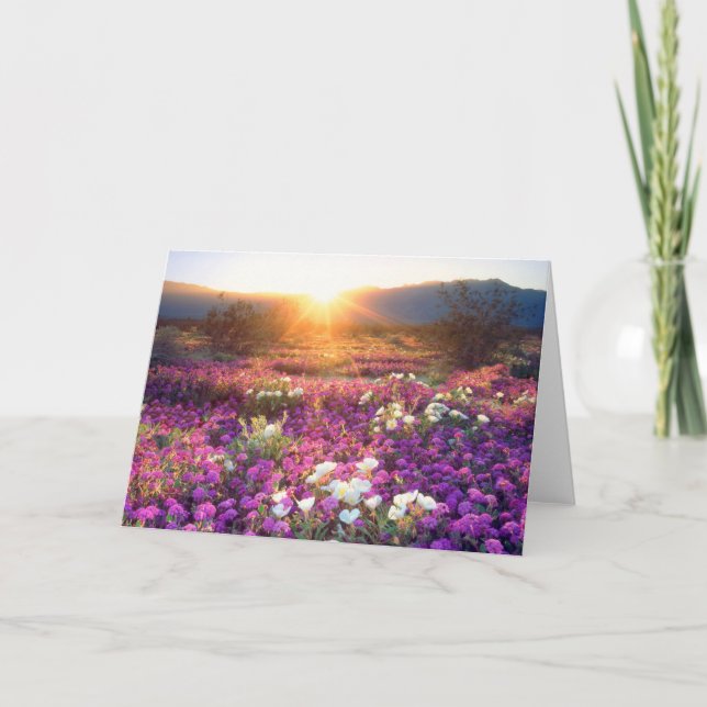 Wildblumen bei Sonnenuntergang | Wüste Anza-Borreg Karte (Vorderseite)
