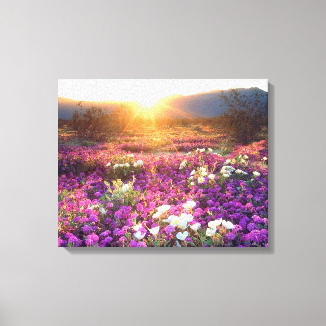 Wildblumen bei Sonnenuntergang | Wüste Anza-Borreg Leinwanddruck (Vorderseite)